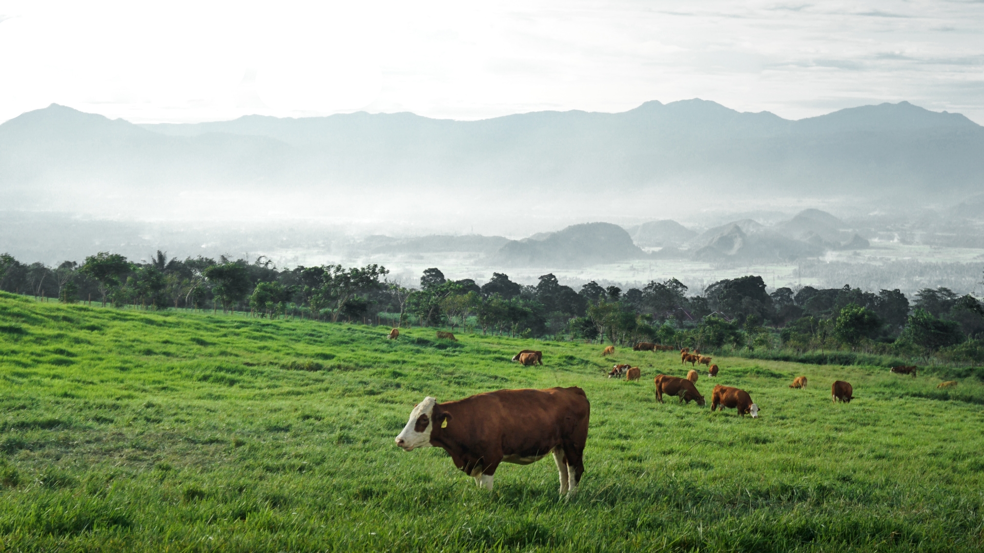 gestione-cibo-vacche-stalla-feeding-farm